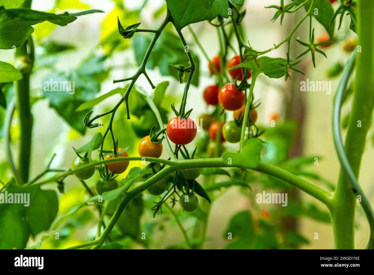 Tomatenpflanzen im Gewächshaus Stock Photo