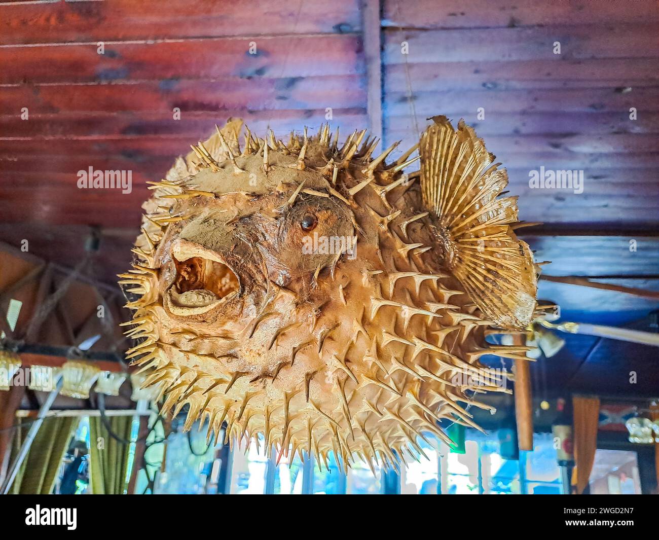 Dangling Fish From Ciling Picture of a dead and dry blowfish - Porcupinefish Suspended from the ...