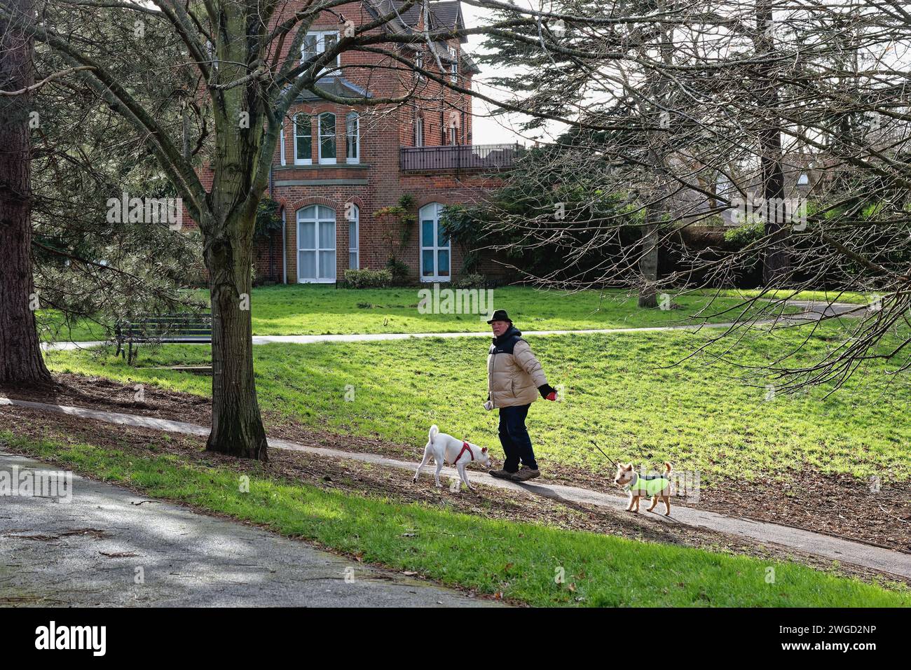 An elderly man exercising two dogs in a small green space in Walton on Thames Surrey England UK Stock Photo