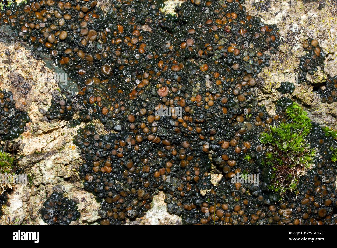 Enchylium tenax (jelly lichen) is often found on calcareous soils and mortar. It occurs in Arctic and temperate regions in the Northern Hemisphere. Stock Photo