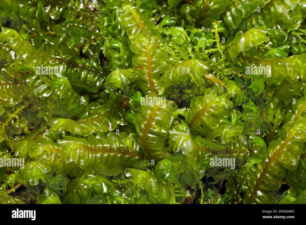 Plagiochila asplenioides (Greater Featherwort) is a liverwort found on damp turf in sheltered woodland. Mostly recorded in the Northern Hemisphere. Stock Photo