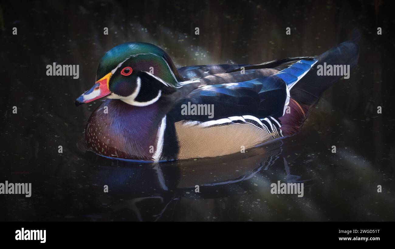 Closeup of colorful male Wood Duck swimming in dark pond Stock Photo