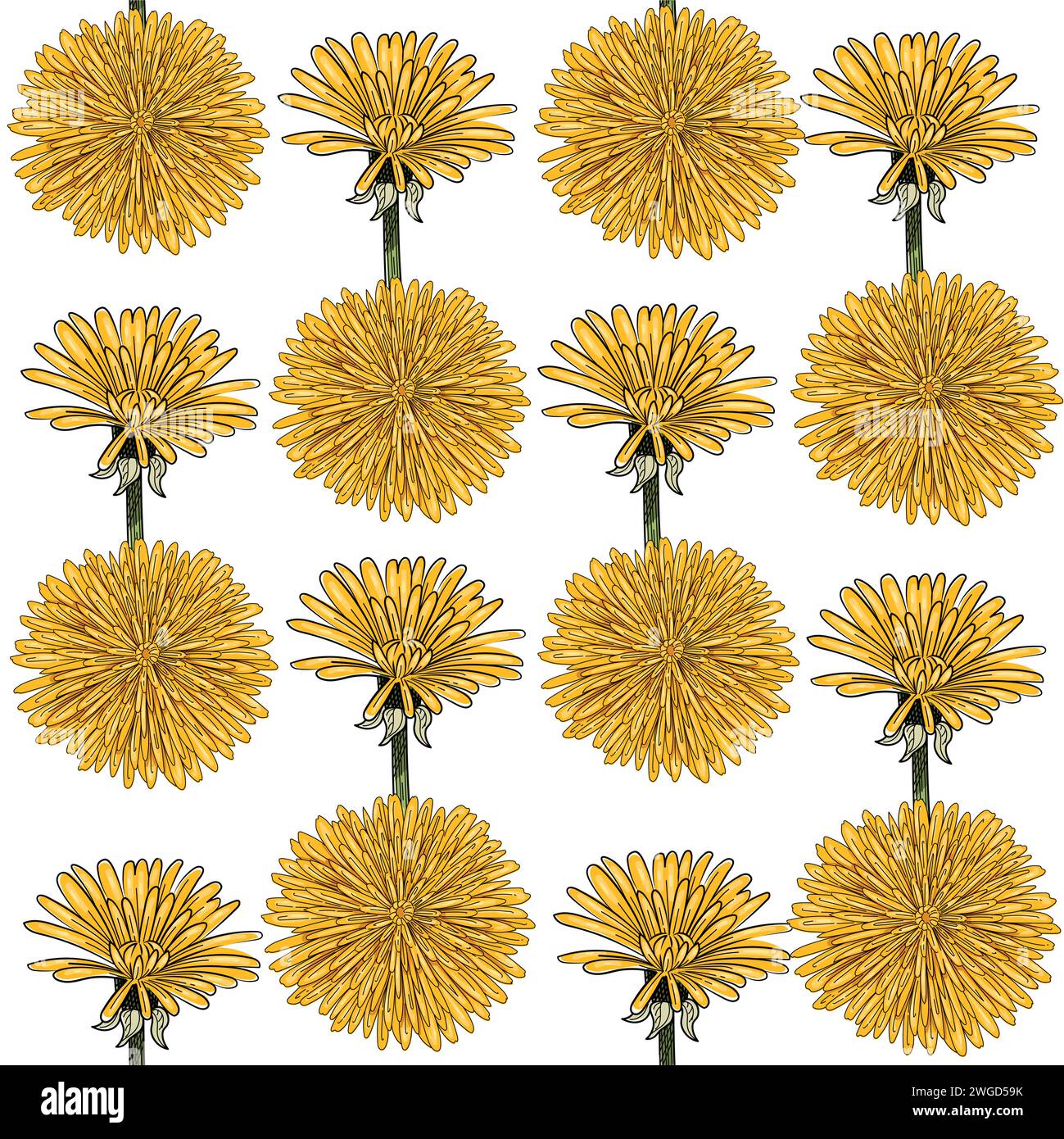 Seamless pattern dandelion flower head hand drawn colorful sketch for drawing book vector illustration on white background Stock Vector