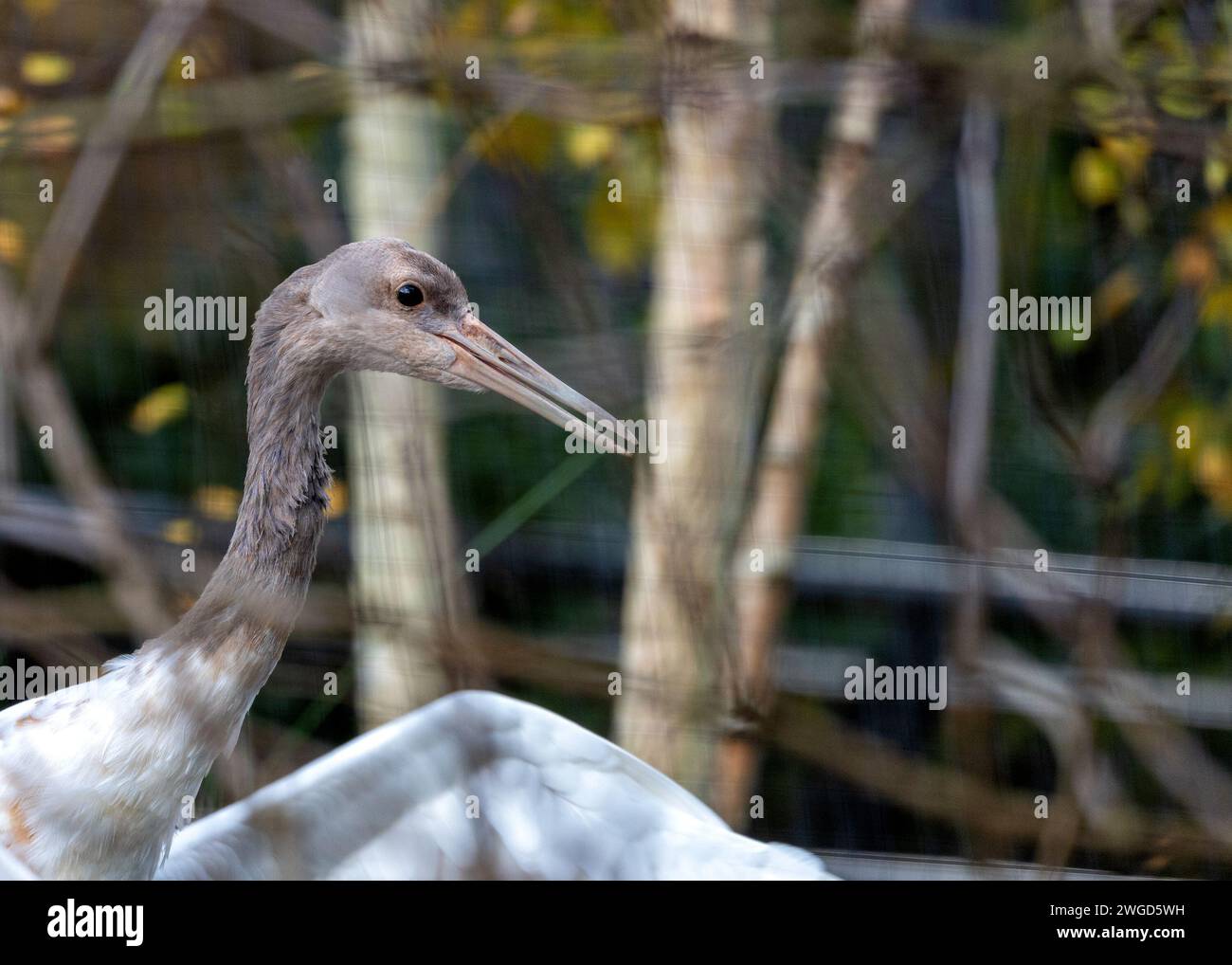 Majestic Siberian Crane, Grus leucogeranus, gracing the wetlands of ...