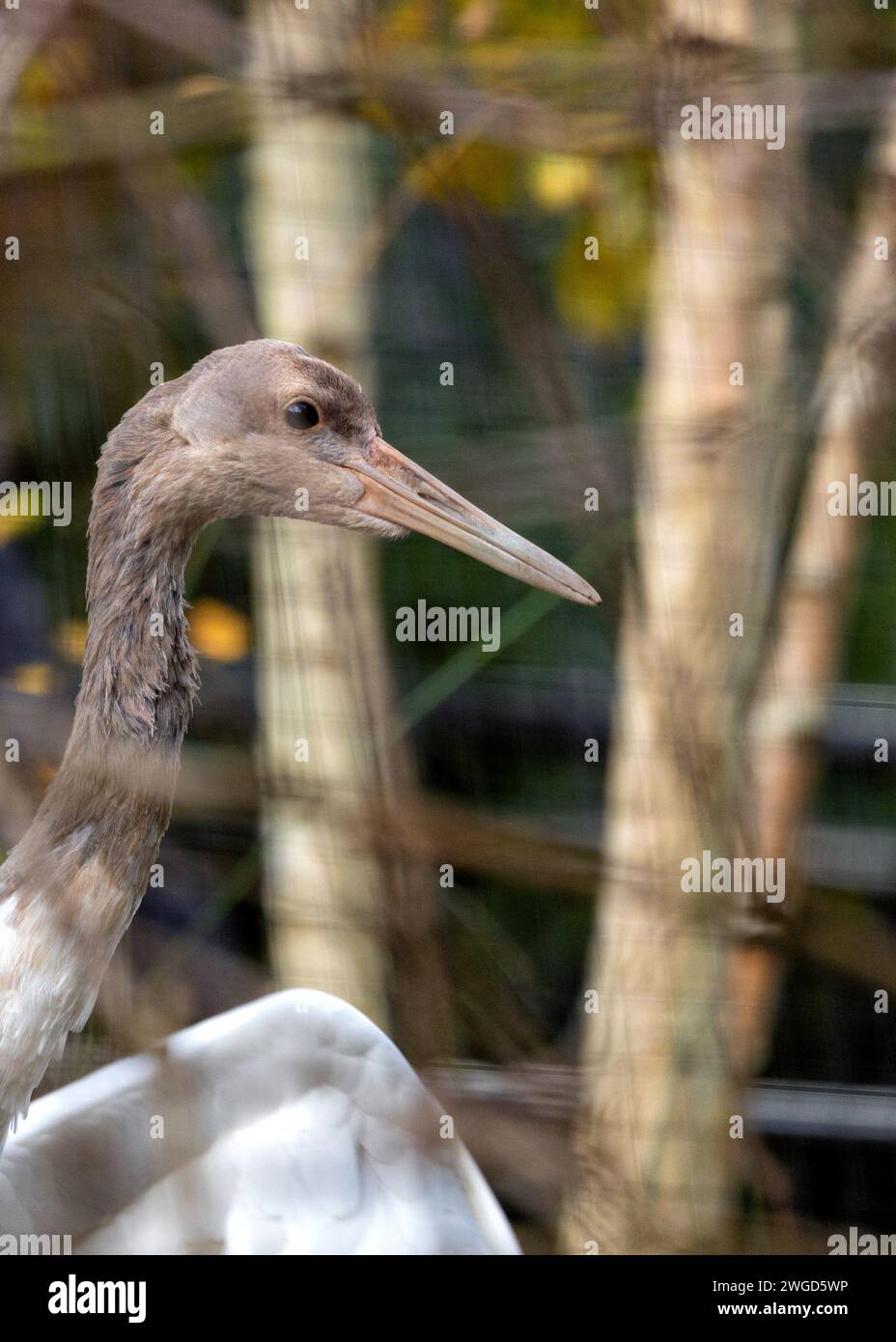 Majestic Siberian Crane, Grus leucogeranus, gracing the wetlands of ...