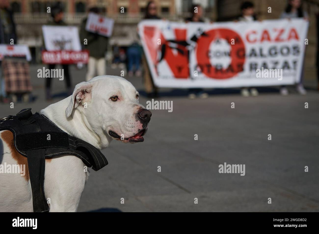A dogo Argentino breed seen during the demonstration against hunting with dogs. Stock Photo