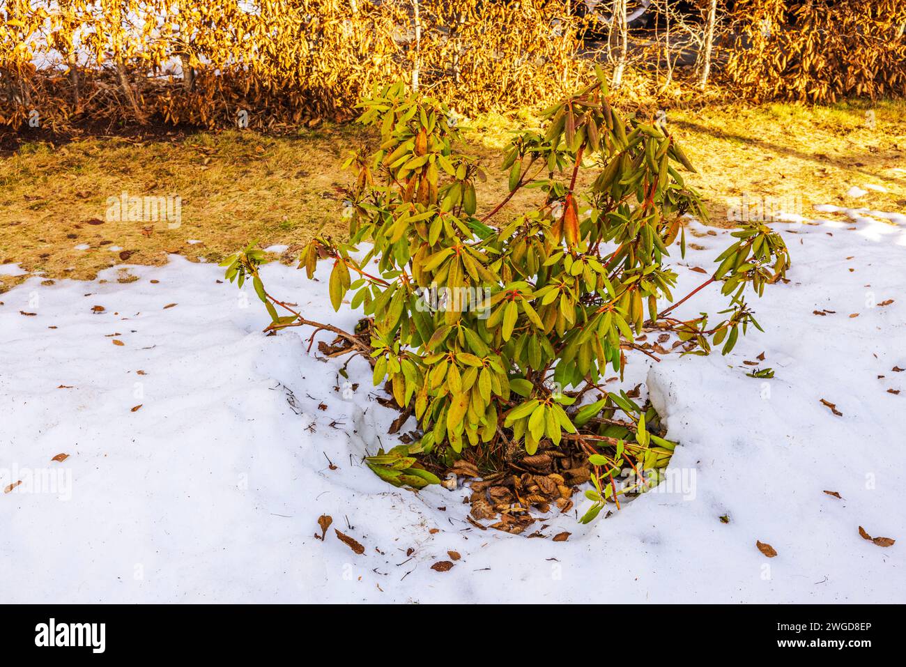 Close-up view of a garden with a bush of rhododendron flowers on a spring day as the snow melts. Sweden. Stock Photo