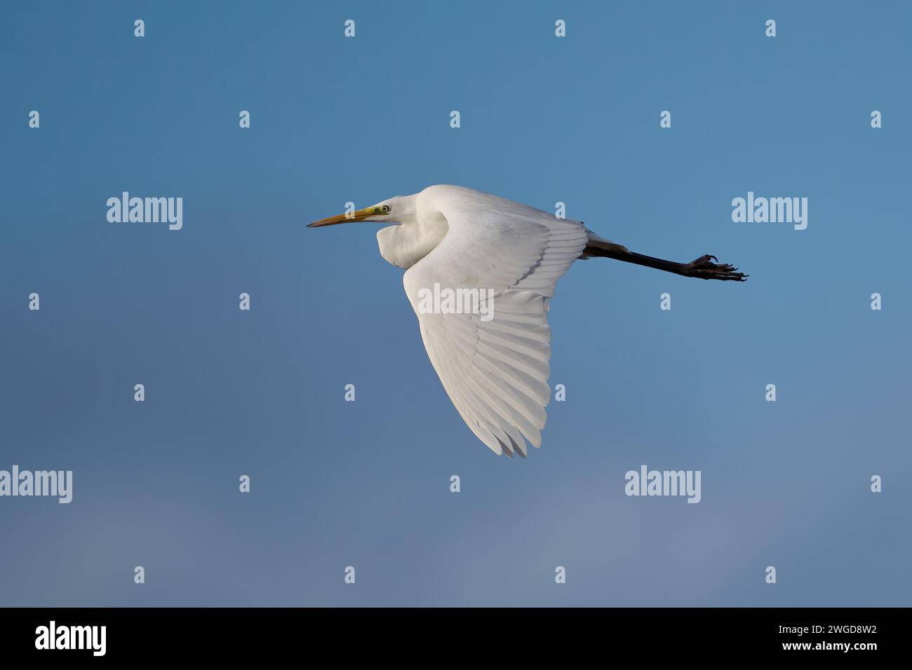Great egret (Ardea alba) in its natural environment Stock Photo