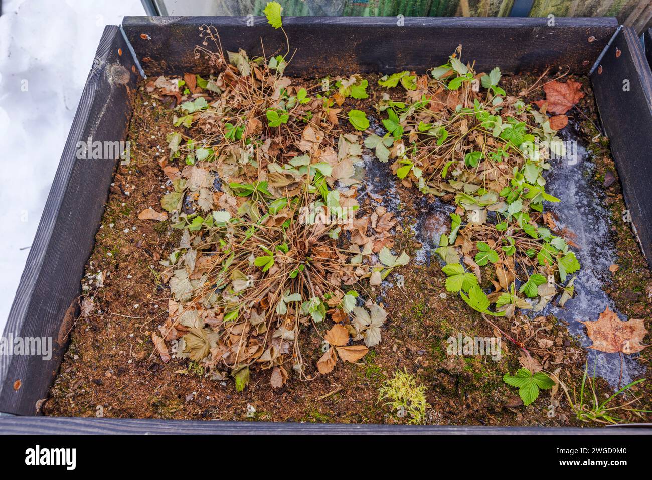 Close-up view of strawberry bushes growing in a garden bed after the ...
