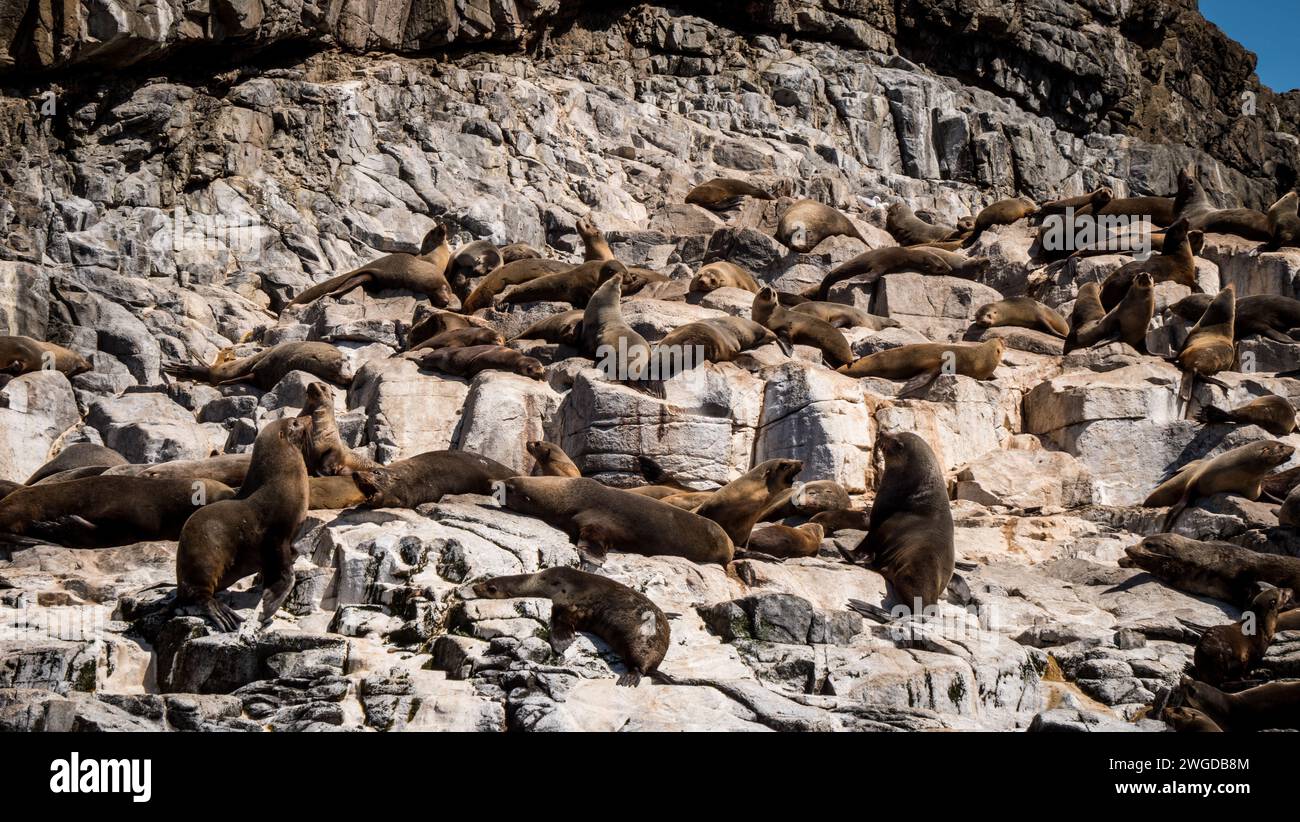 Red Rocks Seals Seals on rocks hi-res stock photography and images - Alamy