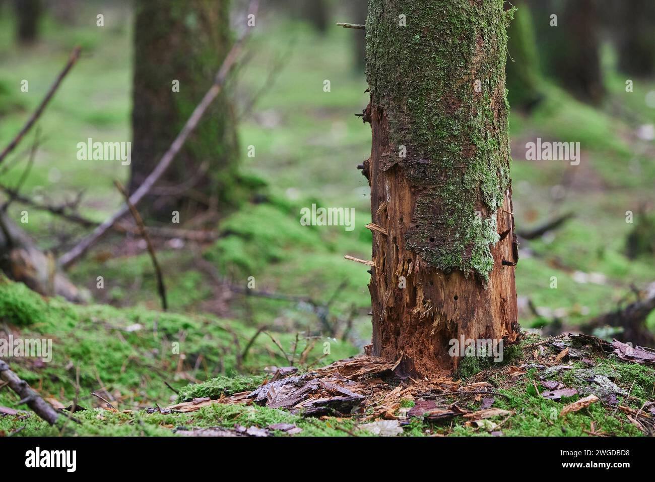A tree killed by parasites in a forest in Denmark Stock Photo