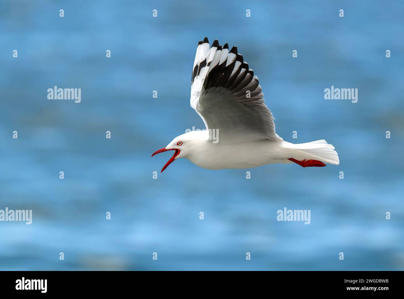 Silver gull, Chroicocephalus novaehollandiae, in flight, searching for food along the tideline. Tasmania. Stock Photo