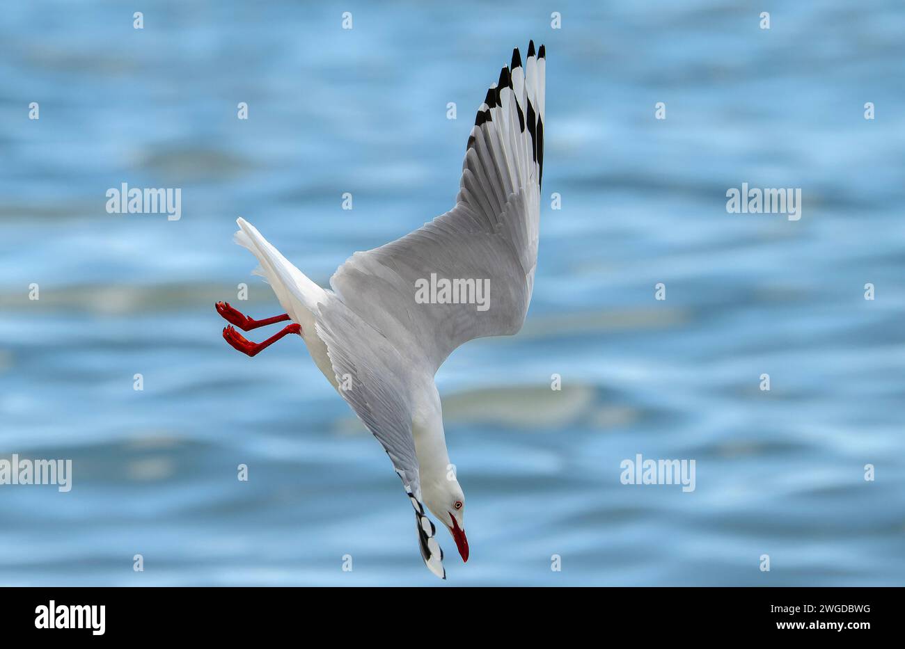 Silver gull, Chroicocephalus novaehollandiae, in flight, diving for food along the tideline. Tasmania. Stock Photo