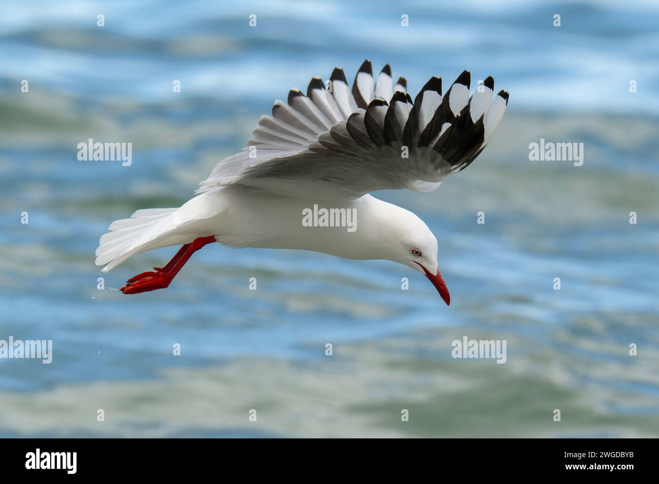 Silver gull, Chroicocephalus novaehollandiae, in flight, searching for food along the tideline. Tasmania. Stock Photo