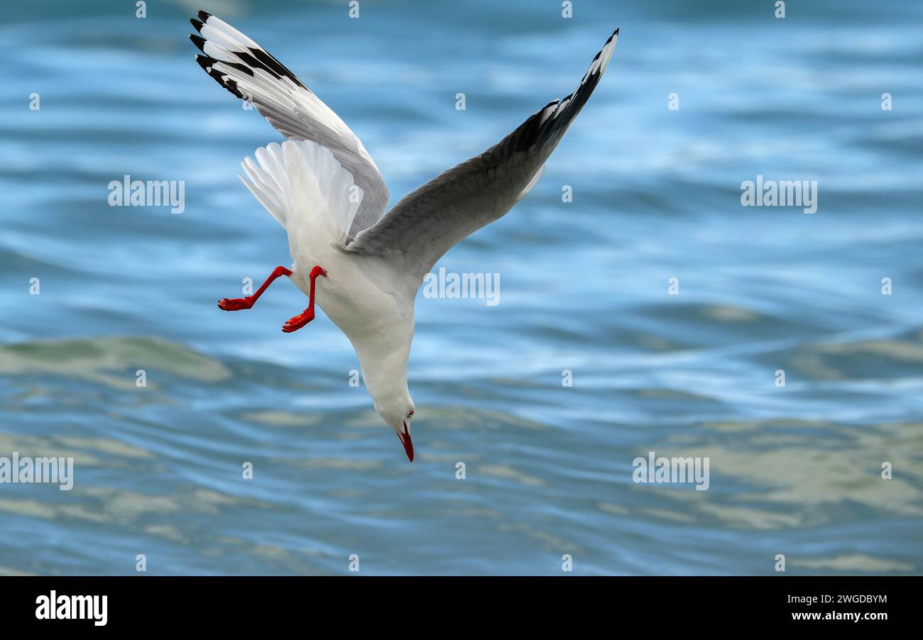 Silver gull, Chroicocephalus novaehollandiae, in flight, diving for food along the tideline. Tasmania. Stock Photo