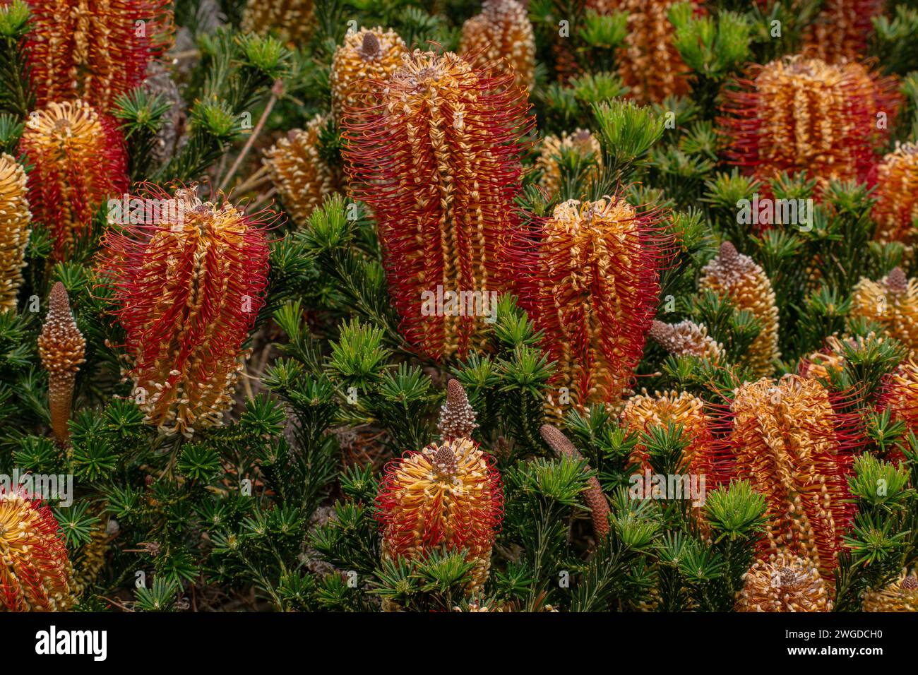 Heath banksia, Banksia 'Little Eric', Banksia ericifolia, in garden. Tasmania. Stock Photo