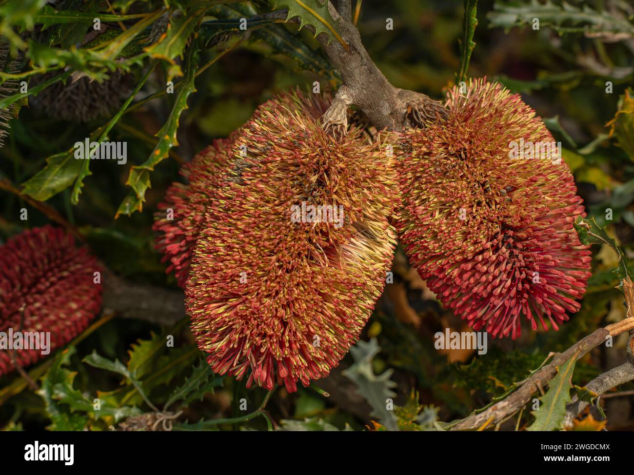 Caley's banksia, or Red lantern banksia, Banksia caleyi, in flower; from Western Australia. Stock Photo