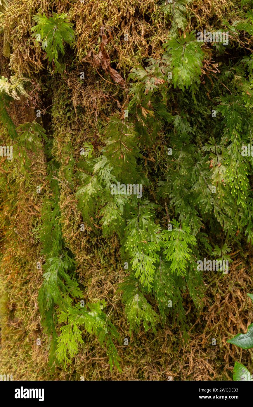 Shiny filmy-fern, Hymenophyllum flabellatum with fertile fronds, growing abundantly in rain forest in Tasmania. Stock Photo
