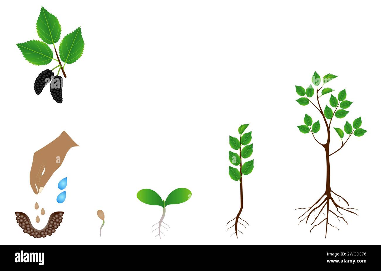 Sequence of a mulberry tree growing isolated on white Stock Vector