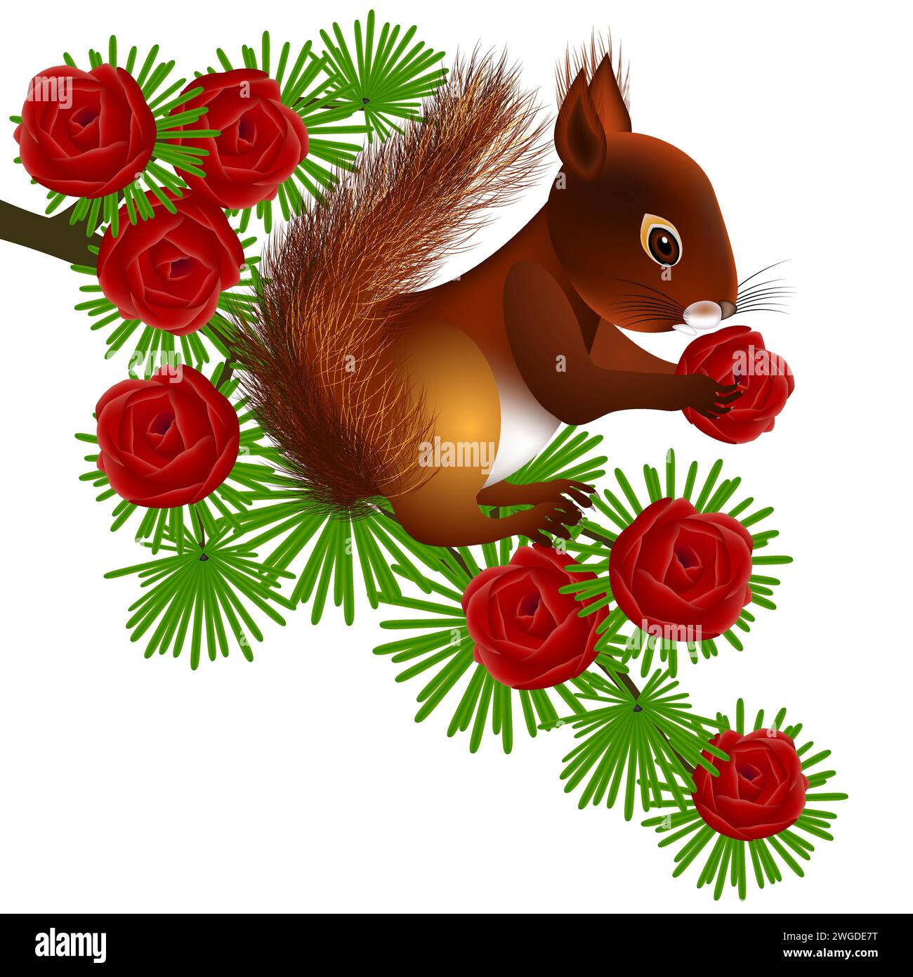 Squirrel on dahurian gmelin larch branch with cones on a white background. Stock Vector