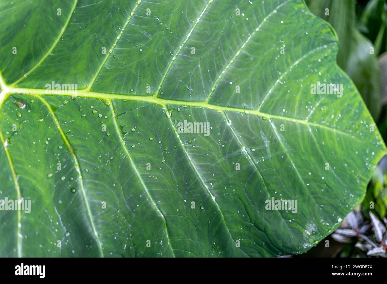 Water and Rain Droplets on a Big Taro Leaf , philodendron at Eden Project rainforest Stock Photo