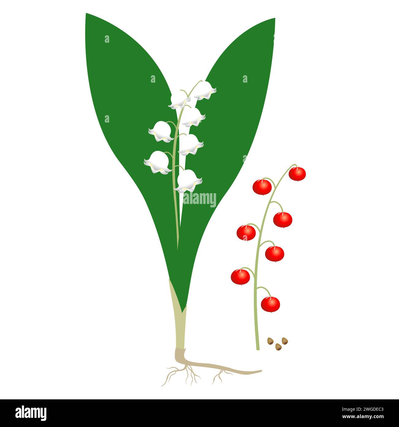 Parts of a lily of the valley plant on a white background. Stock Vector