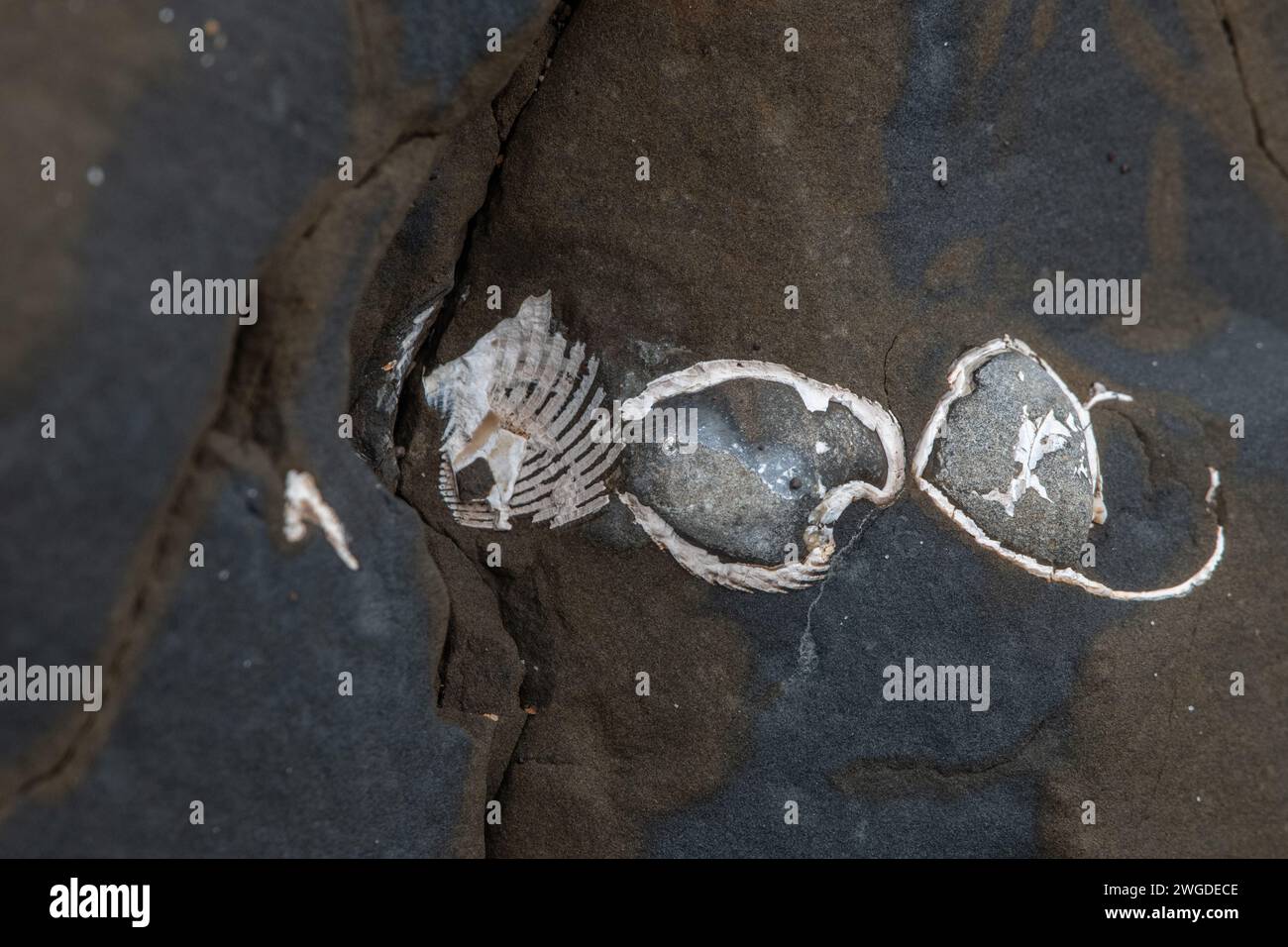 Fossilized shells of bivalves or clams protrude from a rock formation in California. Stock Photo
