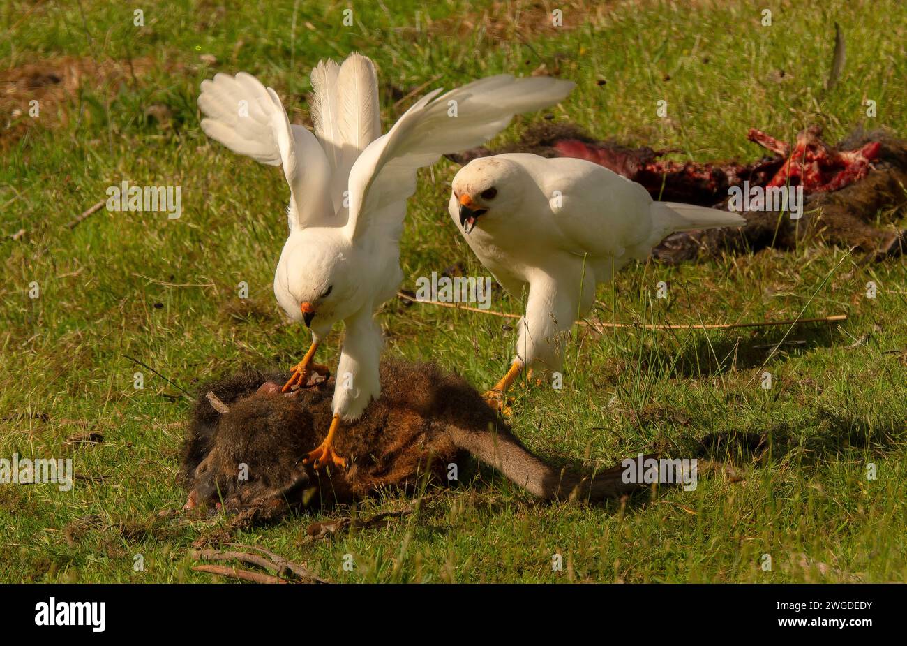 Grey Goshawk, Accipiter novaehollandiae, in white morph, feeding on roadkilled Pademelon. Larger female ousting male from carcass. Tasmania. Stock Photo