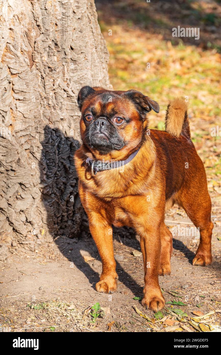 Brussels Griffon for a walk in the park. Funny brussels griffon dog walking on leaves at sunny day in forest Stock Photo