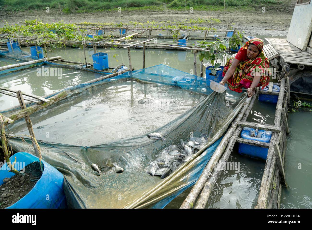 Bangladeshi fishing system hi-res stock photography and images - Alamy