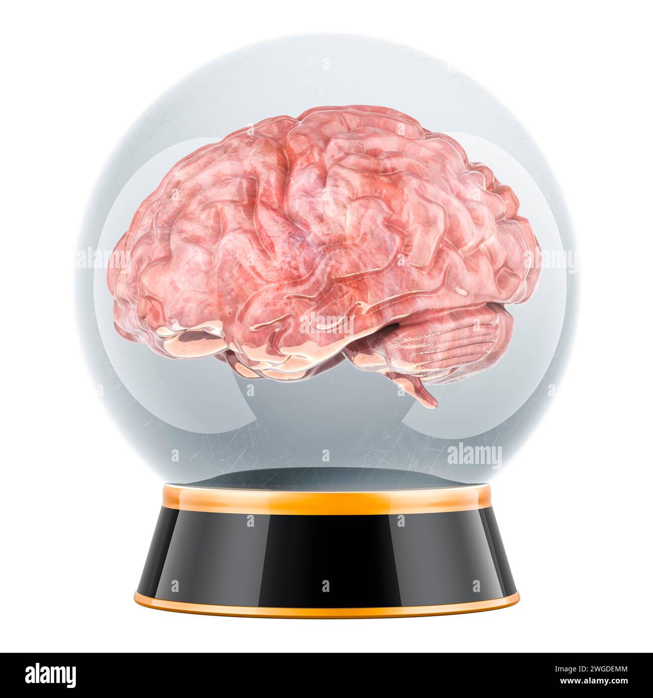 Crystal ball with human brain inside. 3D rendering isolated on white ...
