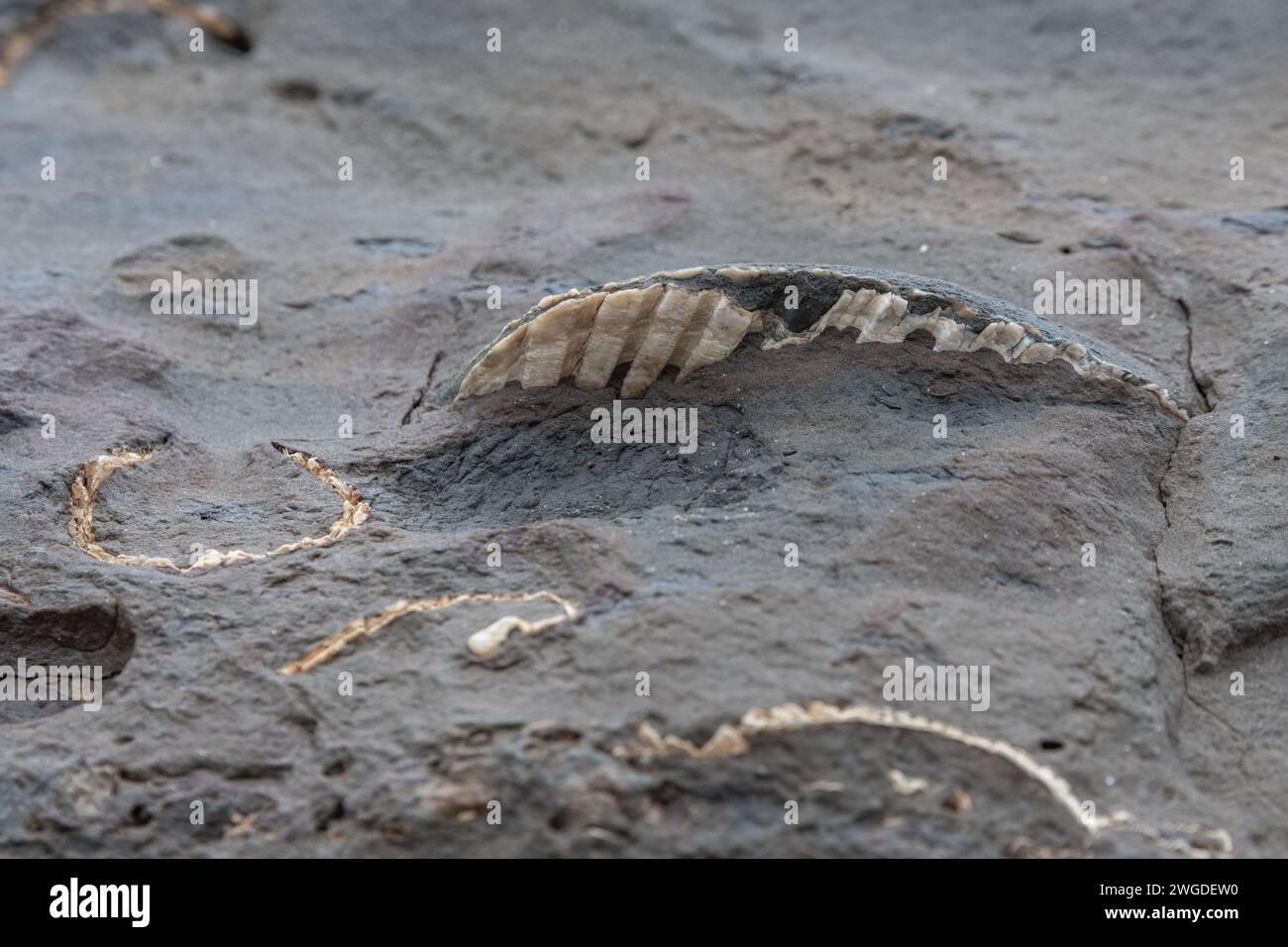 Fossilized shells of bivalves or clams protrude from a rock formation in California. Stock Photo