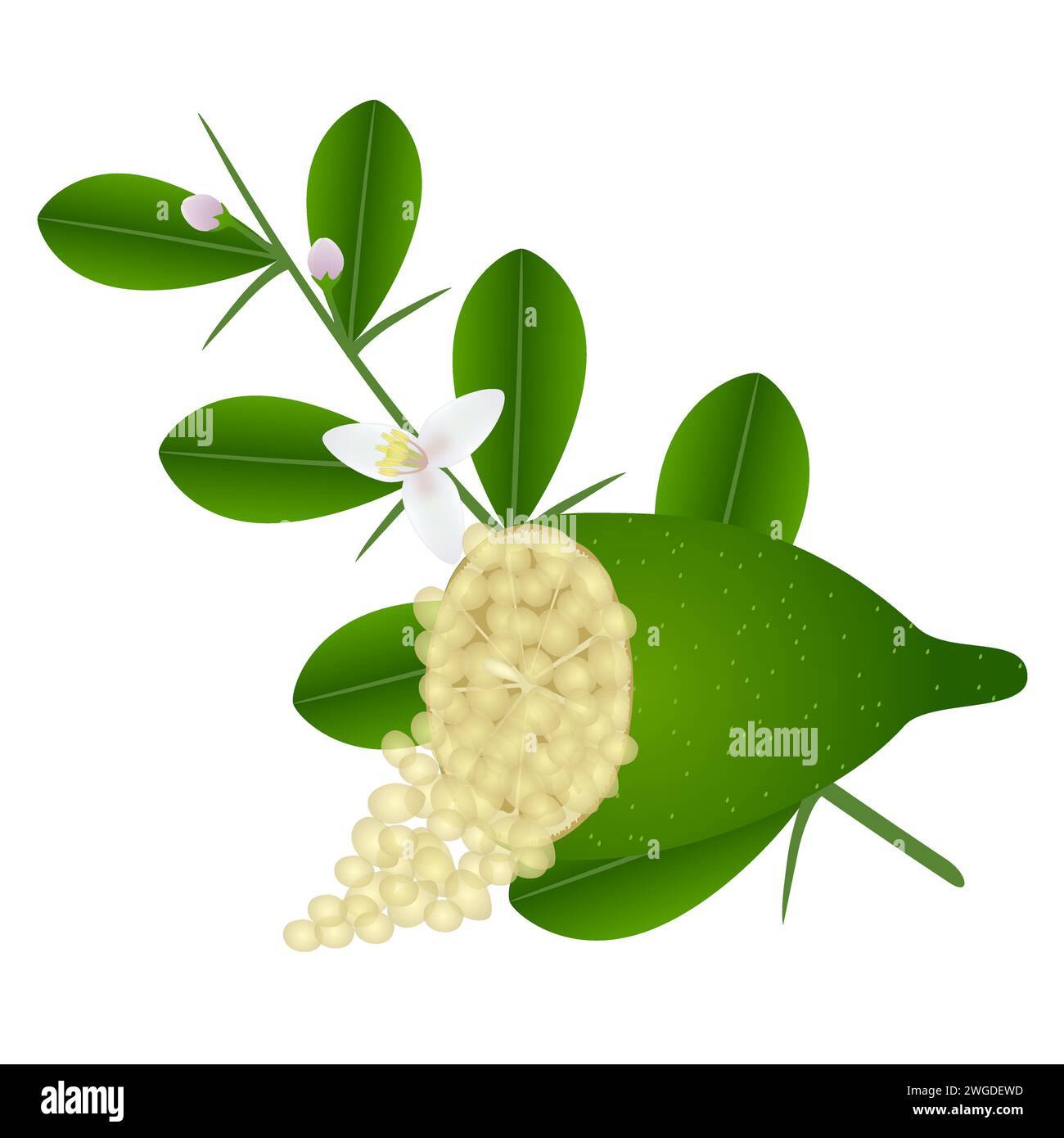 Finger Lime Flowers Stock Vector Images Alamy finger-lime-flowers-stock-vector-images-alamy