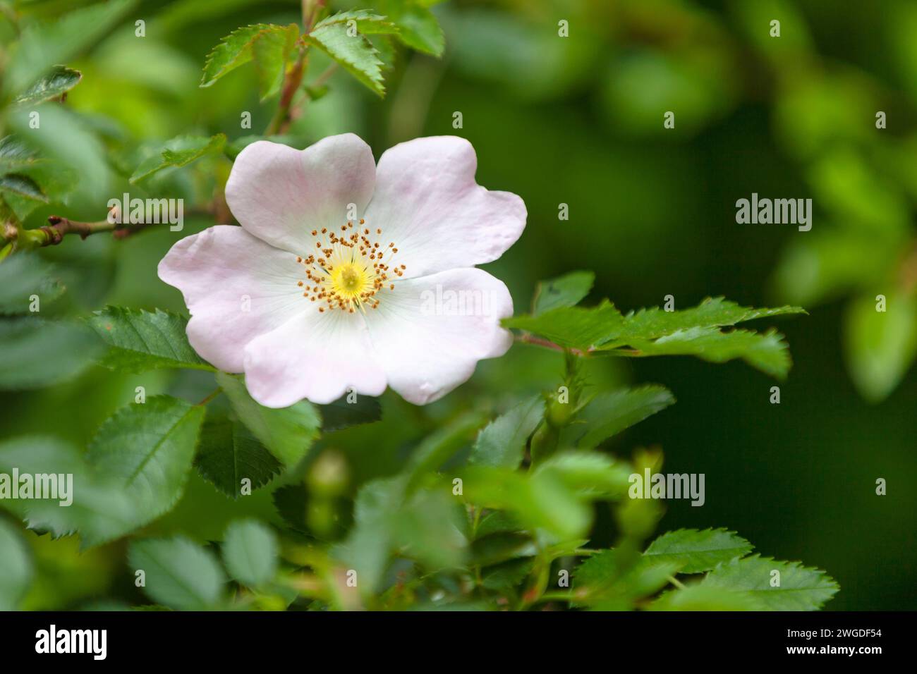 Close-up on a dog rose flower (Rosa canina). Stock Photo