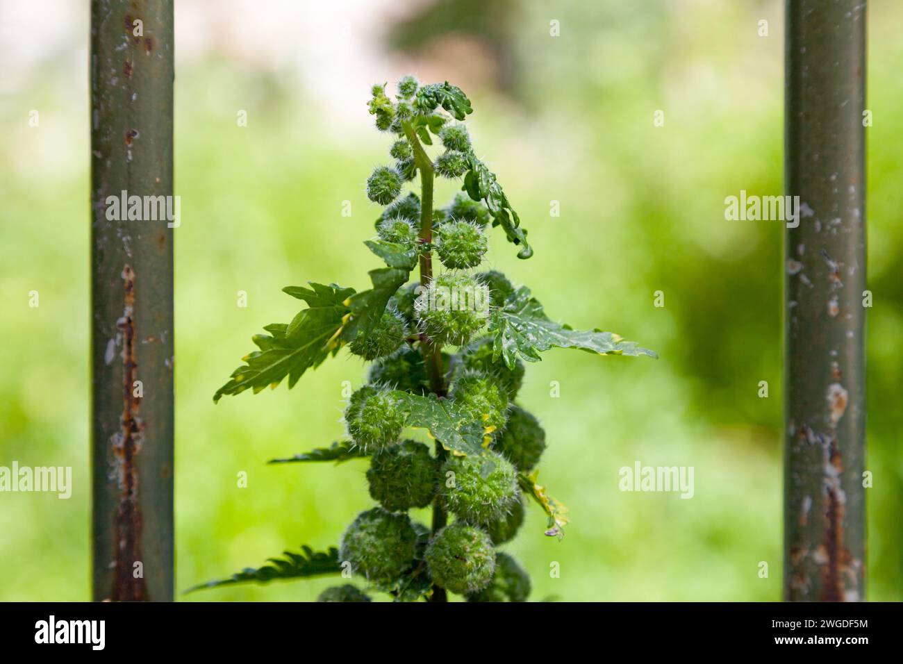 Close-up on a Roman nettle (Urtica pilulifera), a herbaceous annual flowering plant in the family Urticaceae. Stock Photo