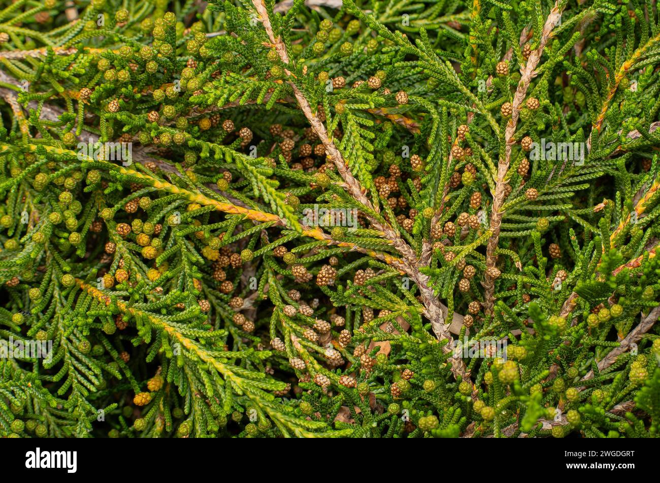 Creeping Strawberry Pine, Microcachrys tetragona with cones; a dioecious conifer in the podocarp family. Tasmania. Stock Photo