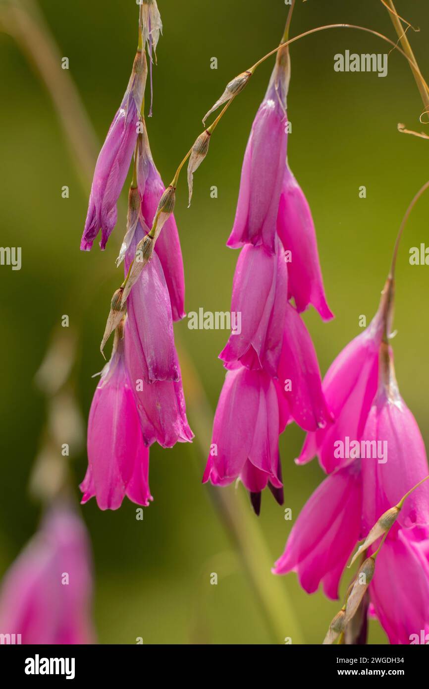 Dierama pulcherrimum angels fishing rod hi-res stock photography and images  - Alamy