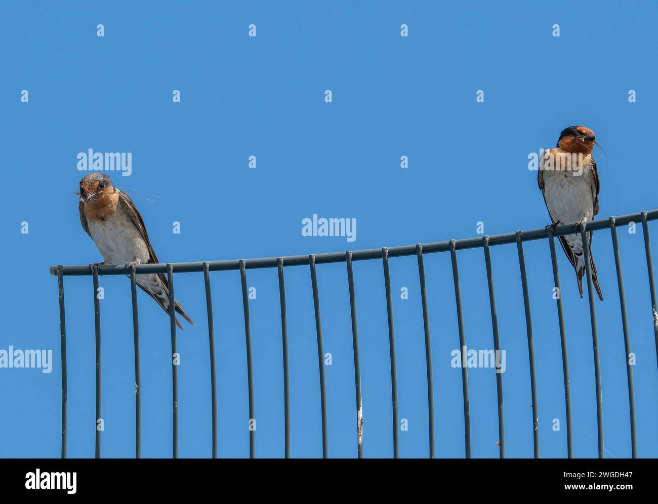 Pair of Welcome swallows, Hirundo neoxena, perched on rail near their nest. Tasmania. Stock Photo
