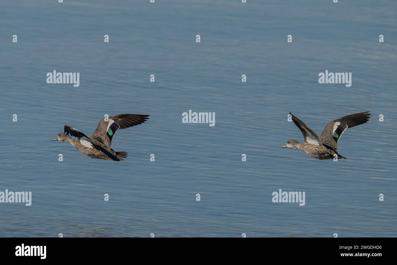 Pair of Grey teal, Anas gracilis, in flight over the sea. Stock Photo