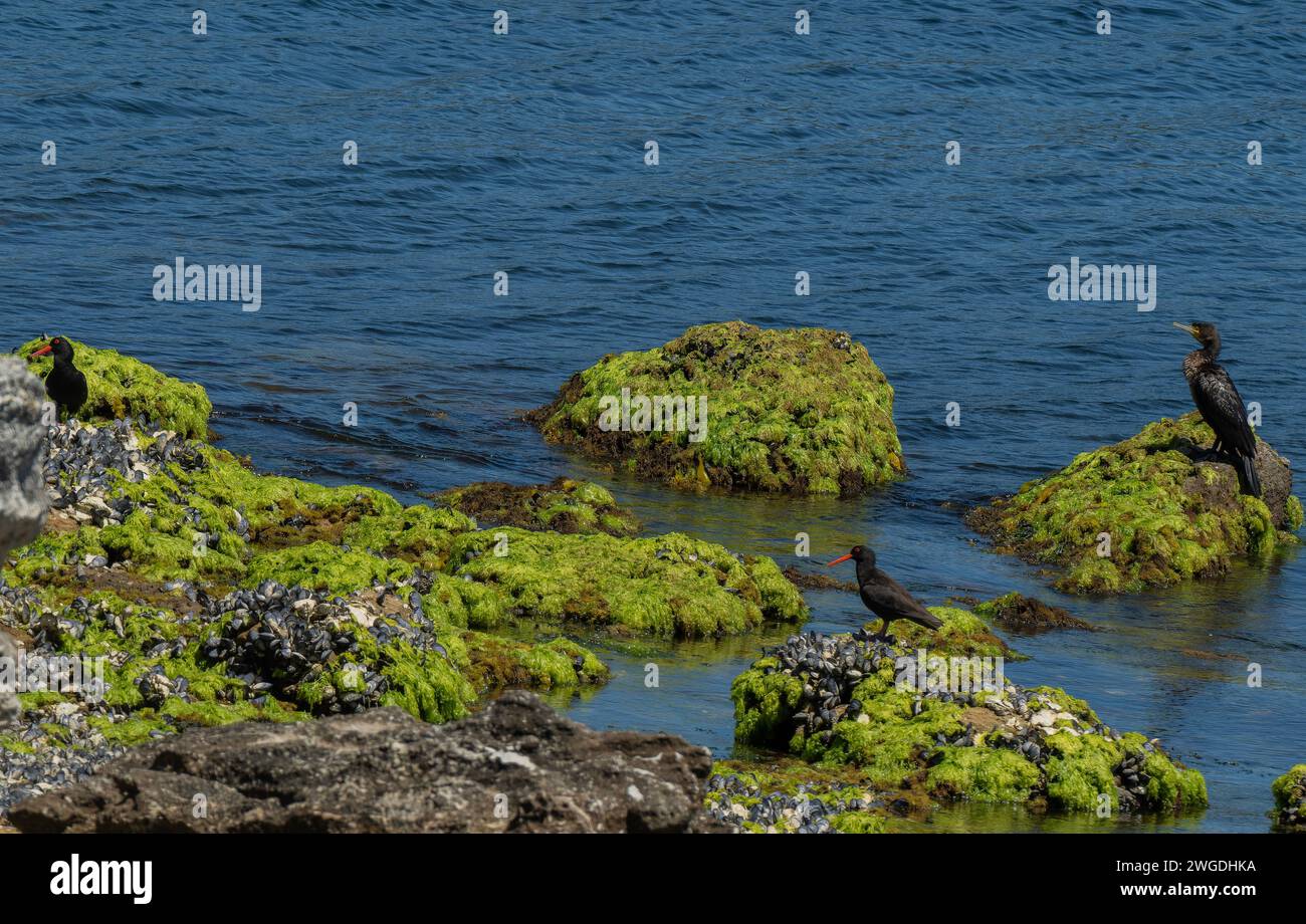 Pair of Sooty oystercatchers, Haematopus fuliginosus, and a Common Cormorant, Phalacrocorax carbo, on seashore. Tasmania. Stock Photo