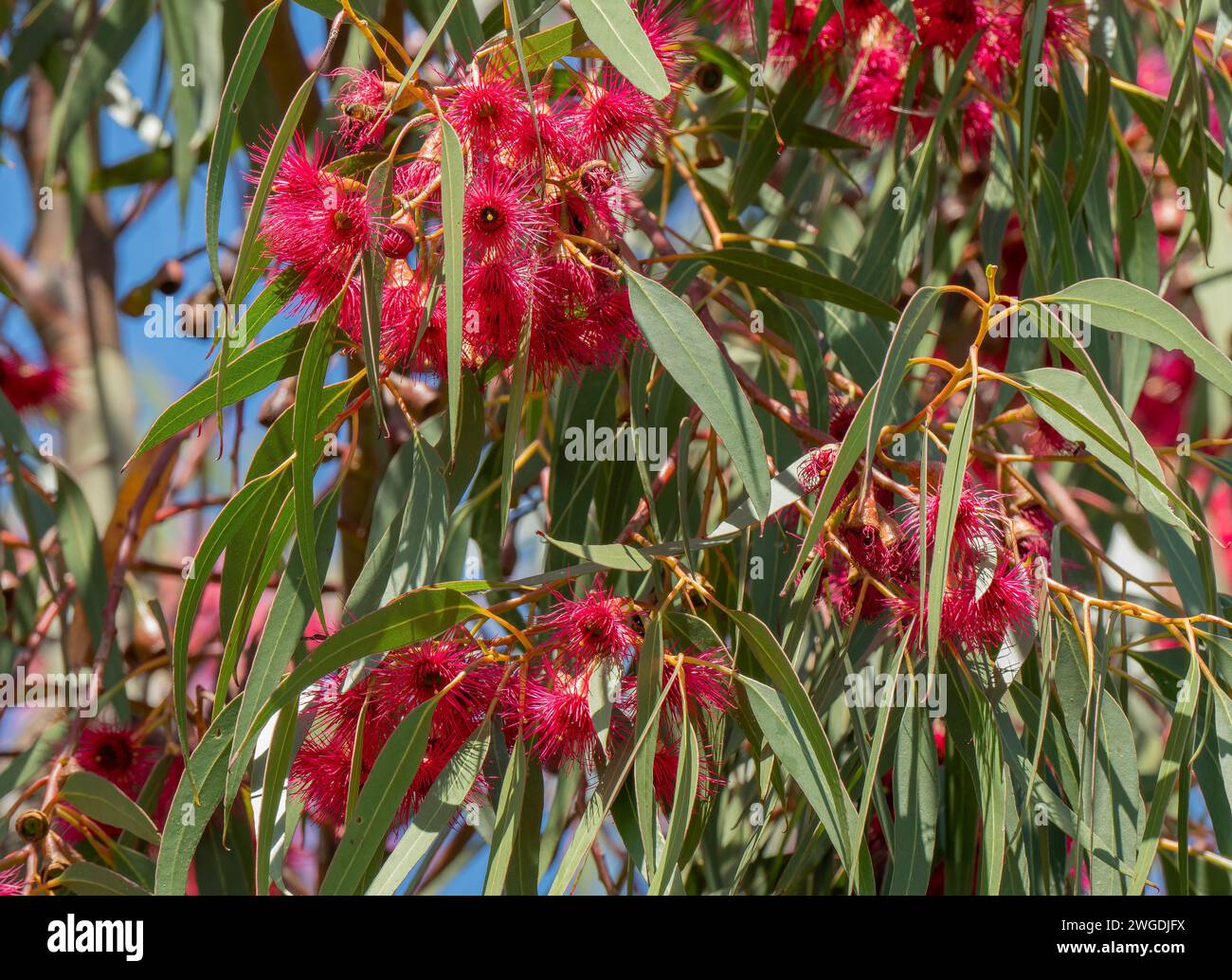 Yellow gum, Eucalyptus leucoxylon, in flower, in its red form.Tasmania. Stock Photo