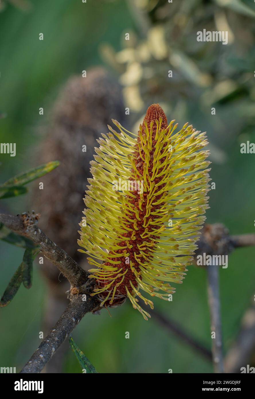 Emerging flowers of Silver banksia, Banksia marginata in coastal woodland, Tasmania. Stock Photo