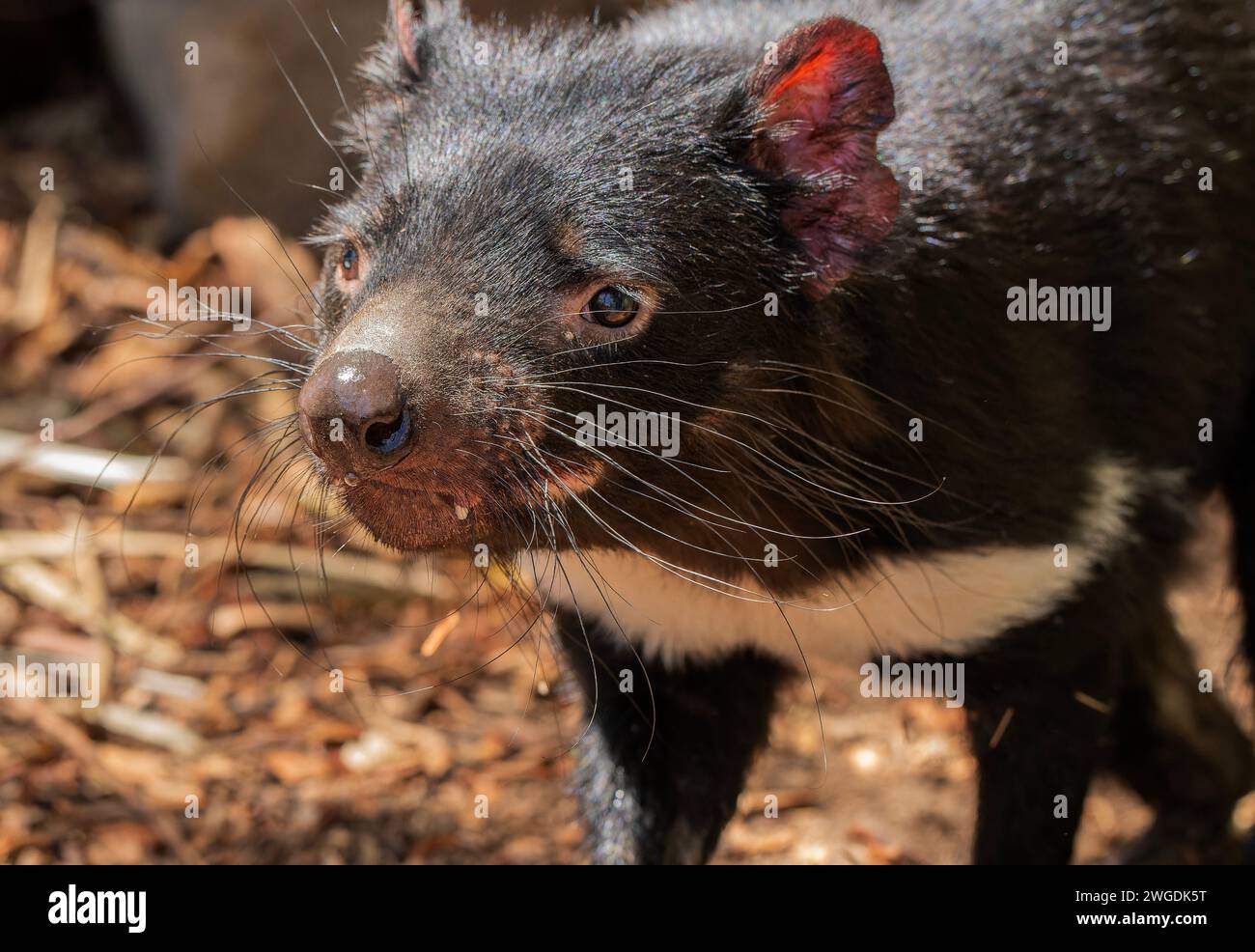 Tasmanian devil, Sarcophilus harrisii, hunting. Tasmania. Stock Photo
