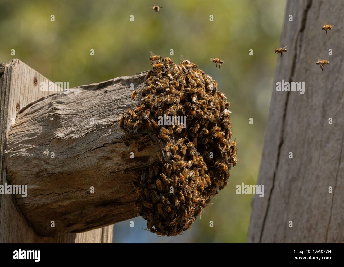 Active honey-bee nest in artificial box, Tasmania. Stock Photo