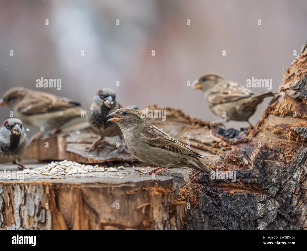 Three sparrows are eating sunflower seeds. House sparrows, Passer