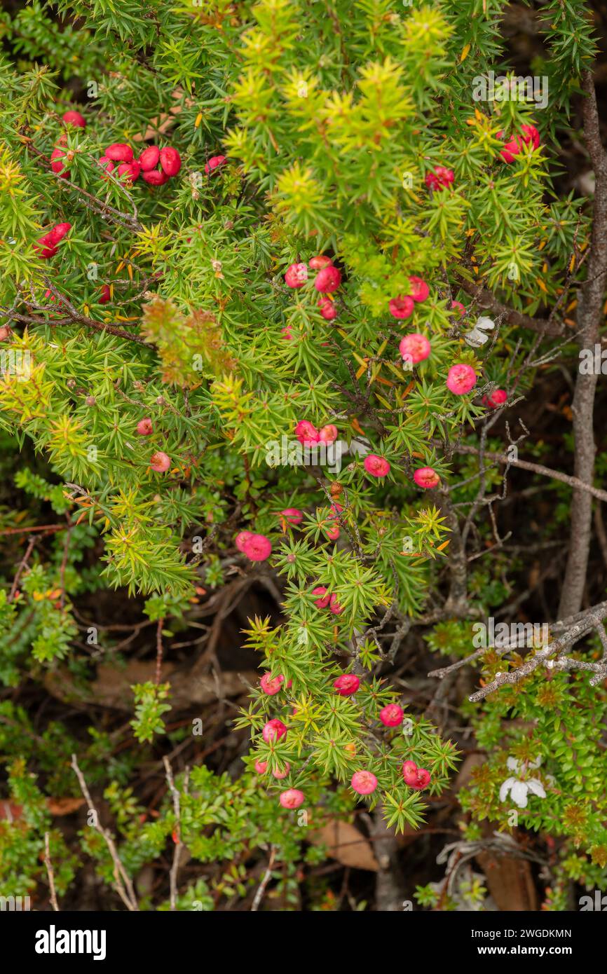 Prickly heath, Leptecophylla juniperina, in fruit,  on Hartz Peak in the highlands of Hartz Mountains, Tasmania. Stock Photo