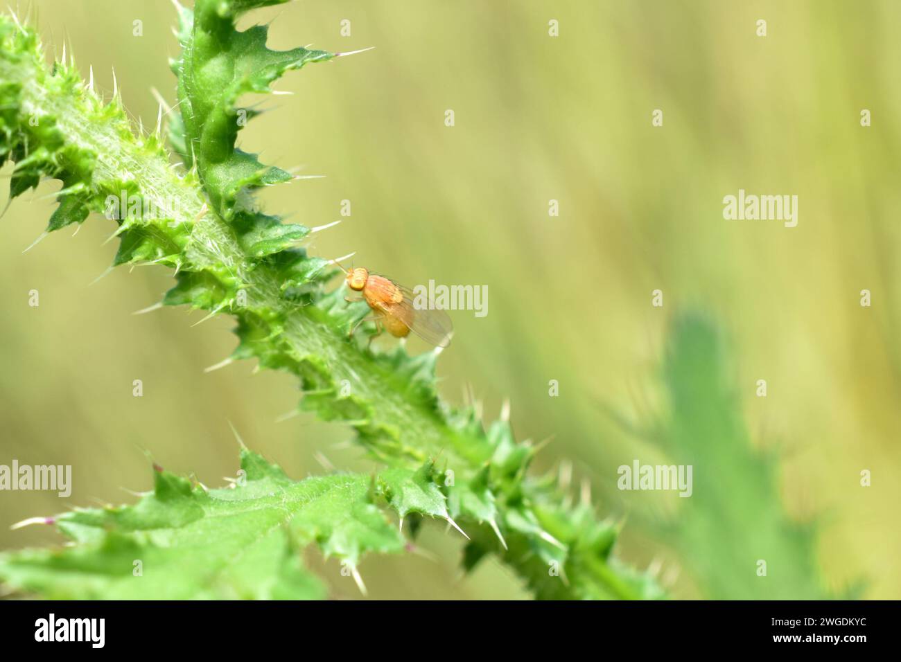 A yellow fruit fly sits on the thorny stems of thistles. Stock Photo