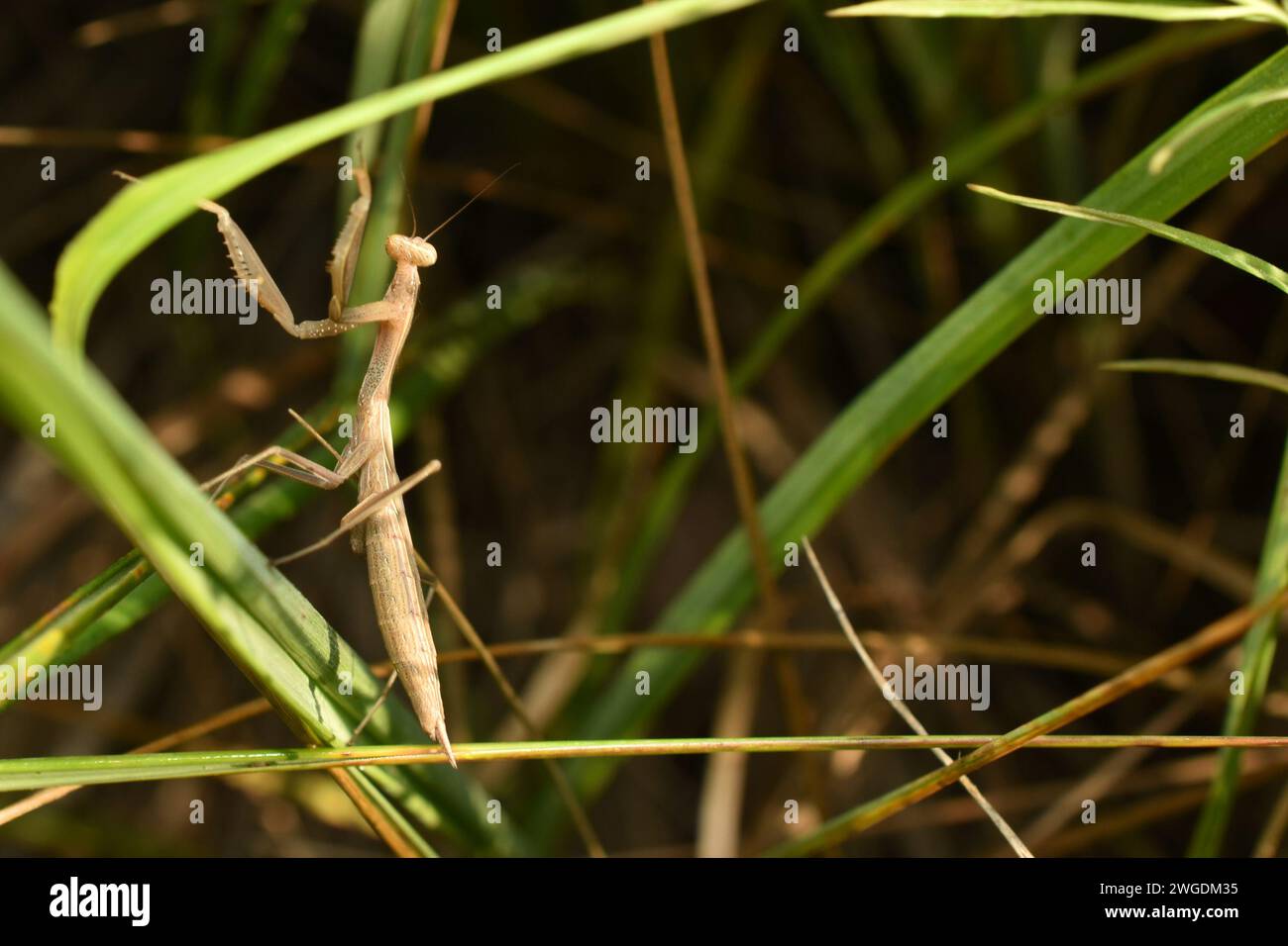 The brown mantis insect raised its front legs in preparation for an attack. Stock Photo