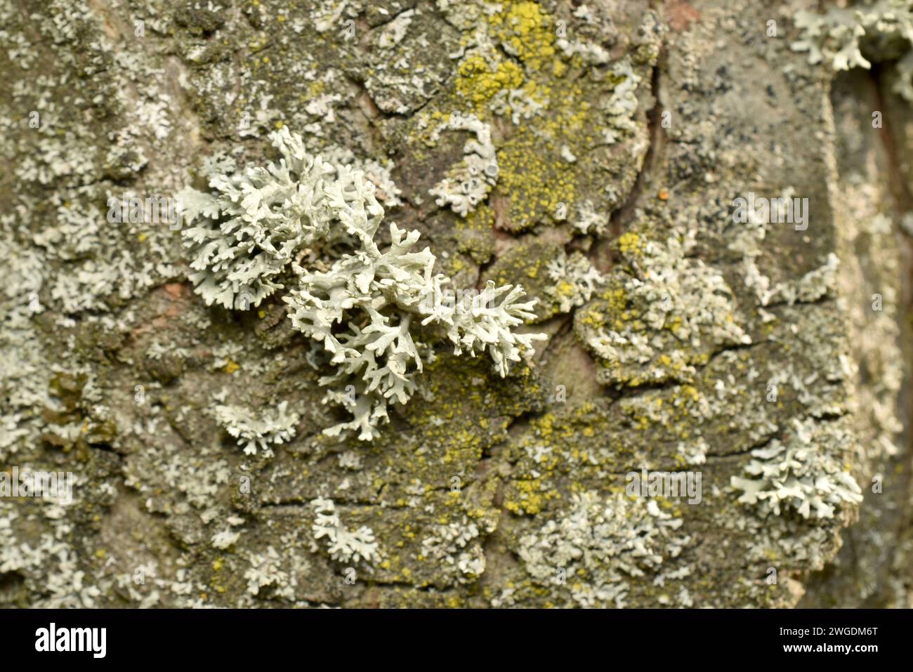 Texture pattern created by nature. Lichen grows on the bark of a tree. Stock Photo
