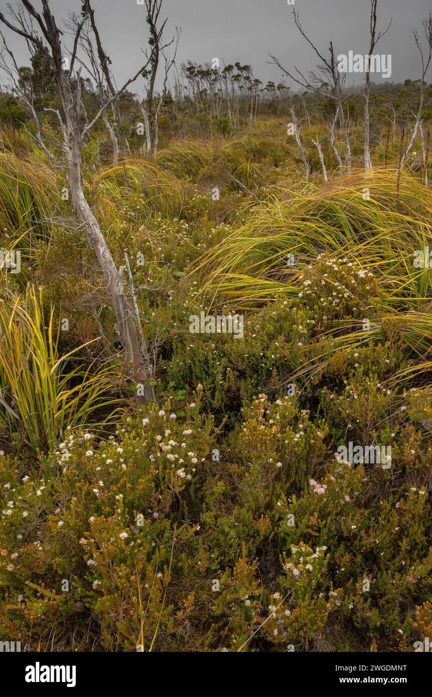 Swamp honey-myrtle, Melaleuca squamea, in flower on Hartz Peak in the highlands of Hartz Mountains, Tasmania. Stock Photo
